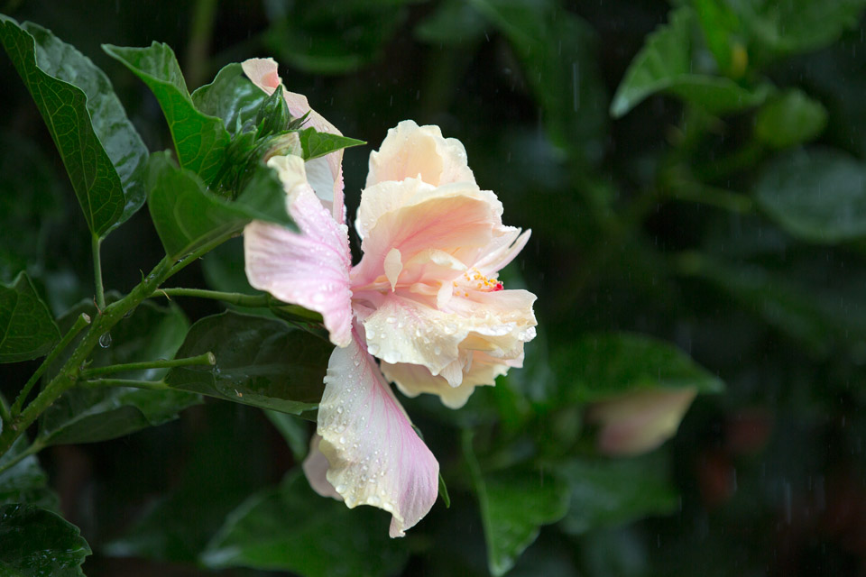 3L9A4024.jpg Les fleurs de Polynesie - Copyright : See Otherwise 2012 - 2025